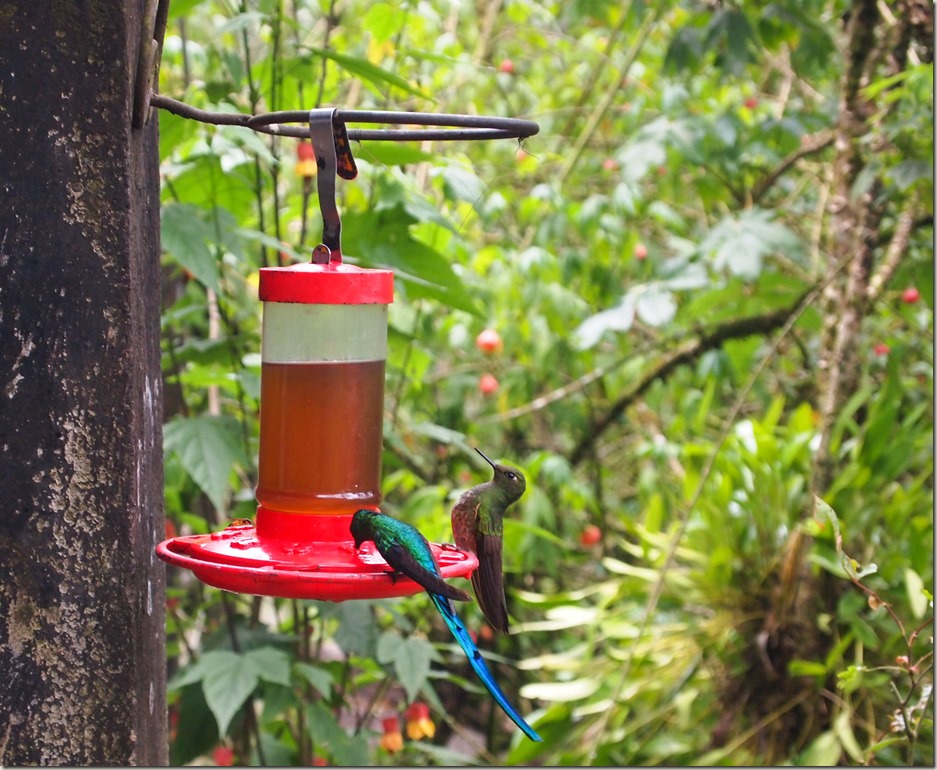 Hummingbird sanctuary Salento