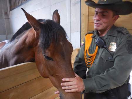 Police horse Colombia